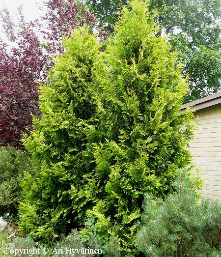 Thuja occidentalis 'Sunkist', kultatuija